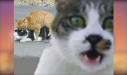 猫猫搞笑视频,猫咪搞笑视频大盘点